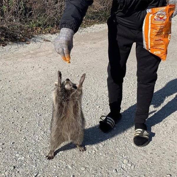 Cool And Cute Racoons (31 pics)