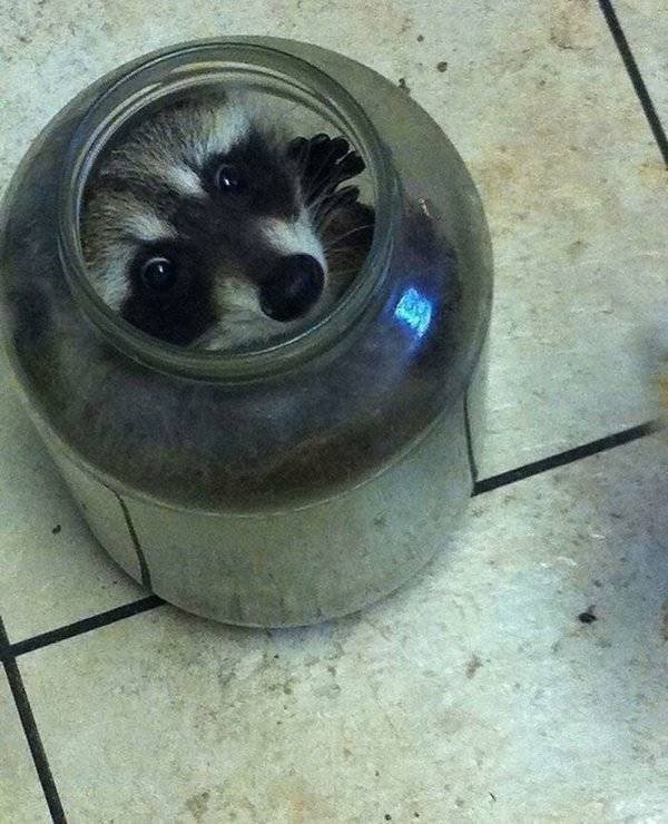 Cool And Cute Racoons (31 pics)