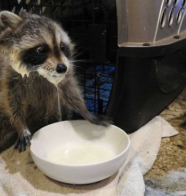 Cool And Cute Racoons (31 pics)