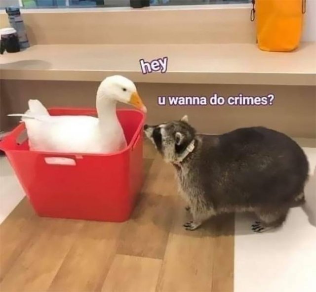 Cool And Cute Racoons (31 pics)