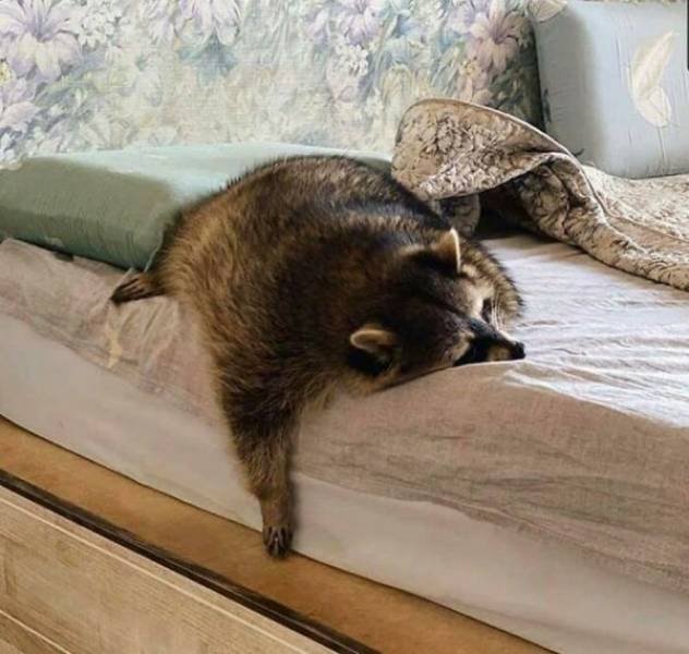 Cool And Cute Racoons (31 pics)