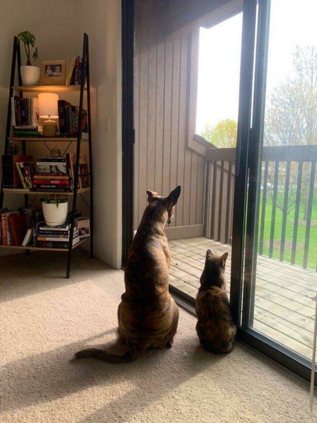 They Have Doppelgangers (25 pics)
