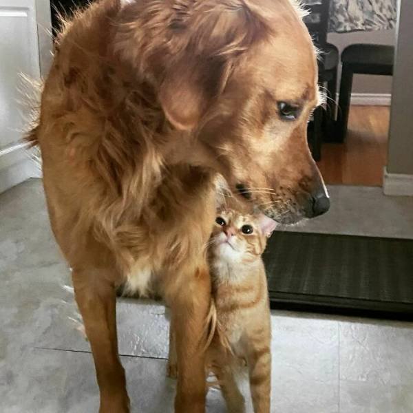 They Have Doppelgangers (25 pics)