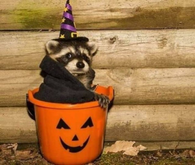 Cool And Cute Racoons (31 pics)