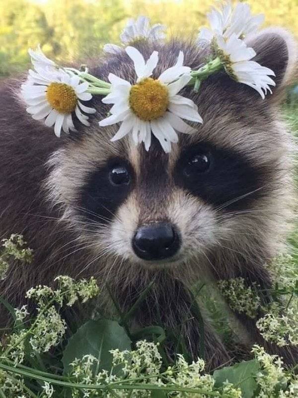 Cool And Cute Racoons (31 pics)