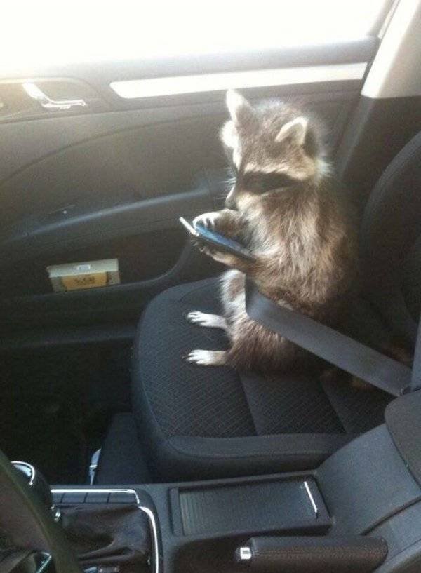 Cool And Cute Racoons (31 pics)