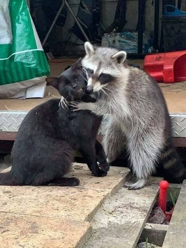Cool And Cute Racoons (31 pics)