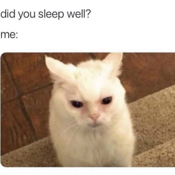 Memes With Animals (22 pics)