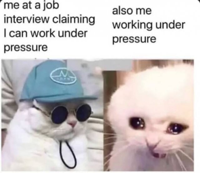 Memes With Animals (22 pics)