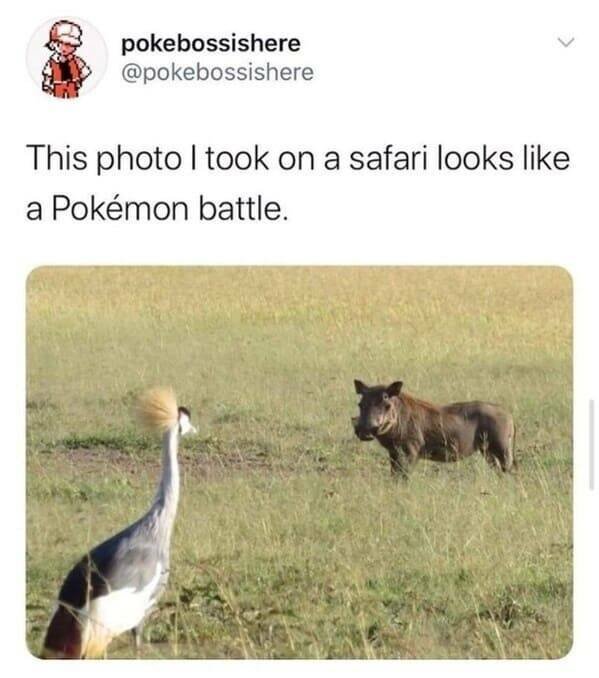 Memes With Animals (22 pics)