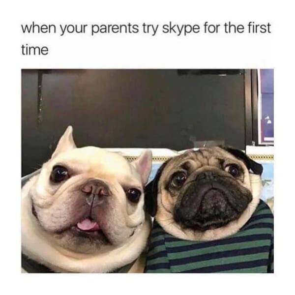 Memes With Animals (22 pics)