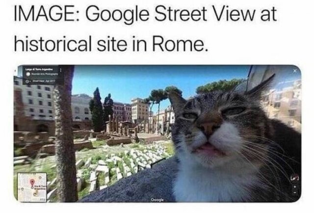 Memes With Animals (22 pics)