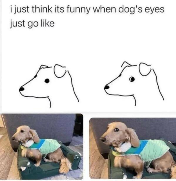 Memes With Animals (22 pics)
