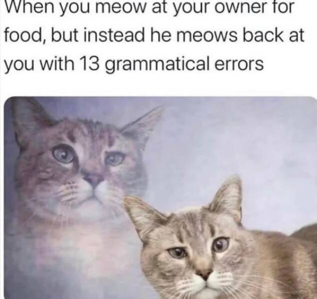 Memes With Animals (22 pics)