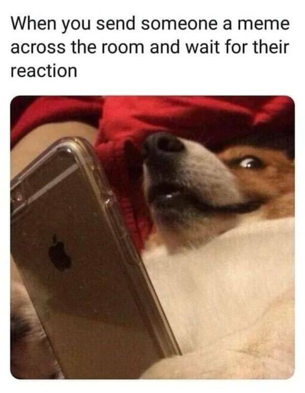 Memes With Animals (22 pics)