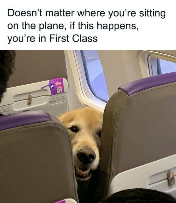 Memes With Animals (22 pics)