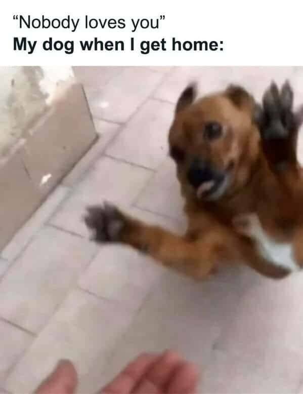 Memes With Animals (22 pics)