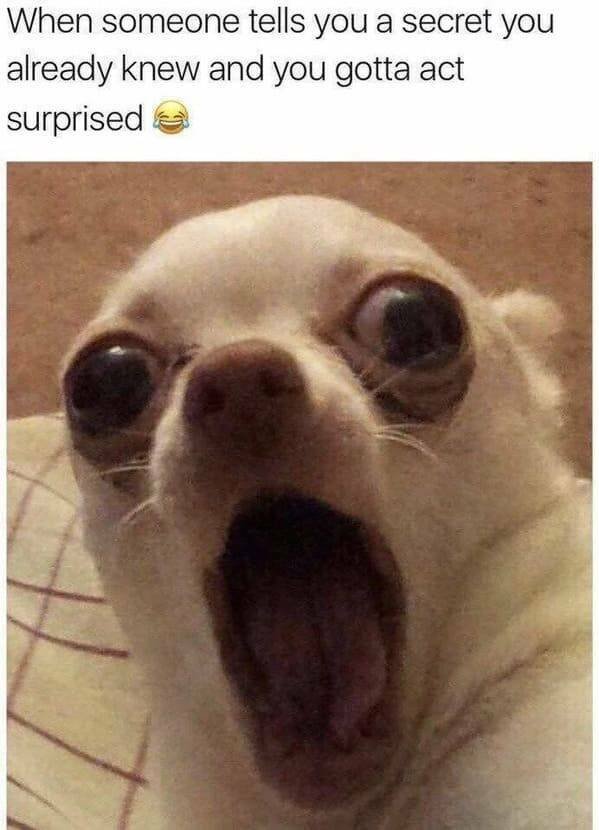 Memes With Animals (22 pics)