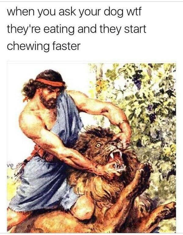 Memes With Animals (22 pics)