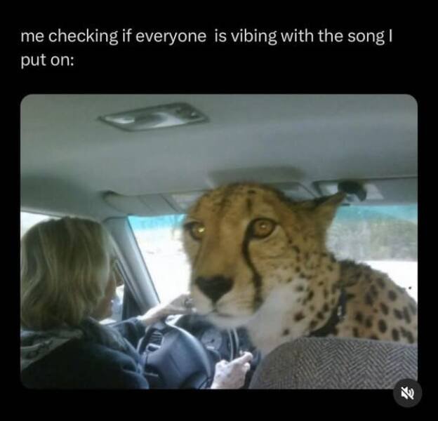 Memes With Animals (22 pics)