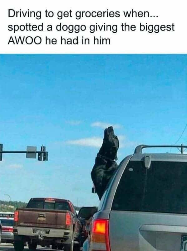 Memes With Animals (22 pics)