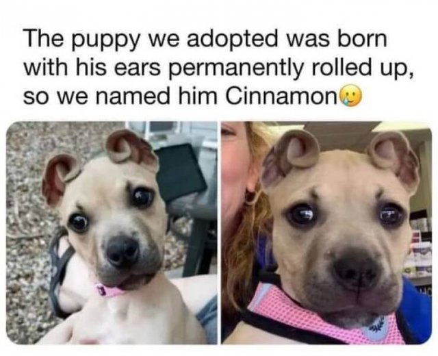 Memes With Animals (22 pics)