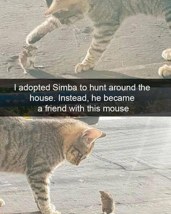 Memes With Animals (22 pics)