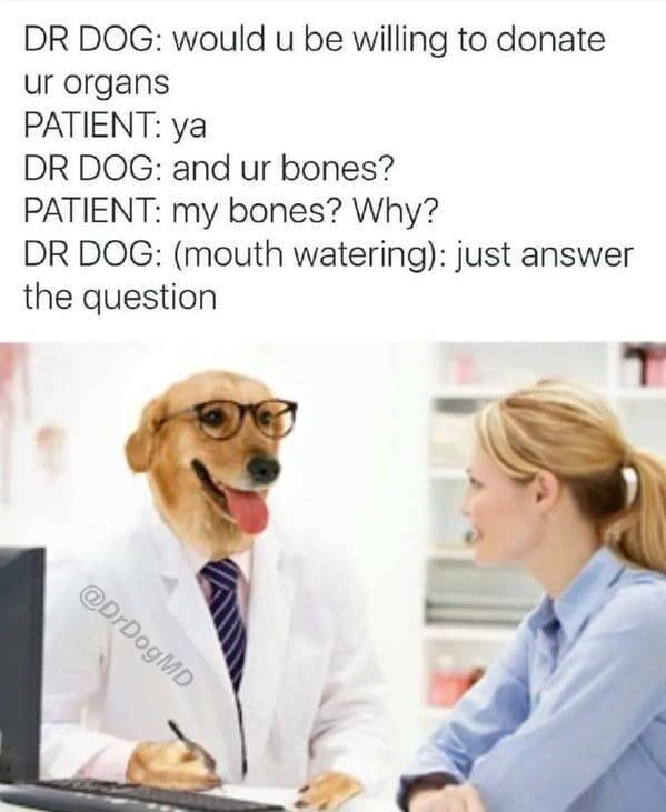Memes With Animals (22 pics)