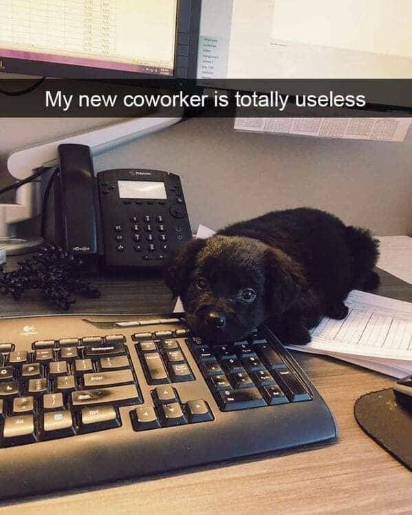 Memes With Animals (22 pics)