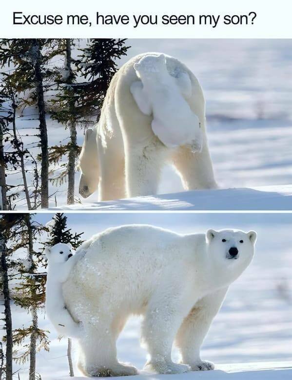 Memes With Animals (22 pics)