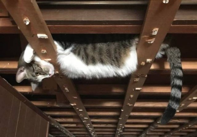 People Share Their Cute And Funny Cats (16 pics)