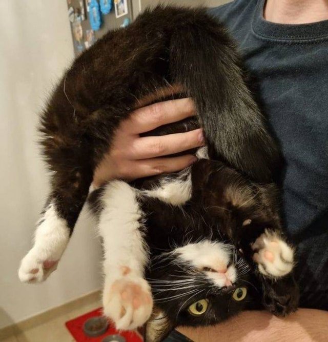 People Share Their Cute And Funny Cats (16 pics)