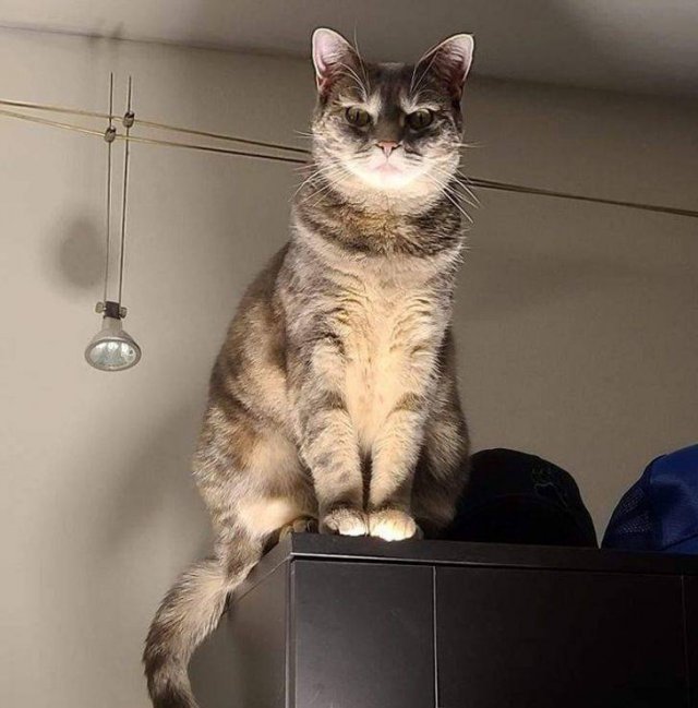 People Share Their Cute And Funny Cats (16 pics)