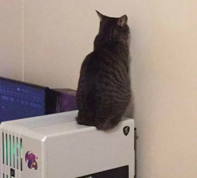 People Share Their Cute And Funny Cats (16 pics)