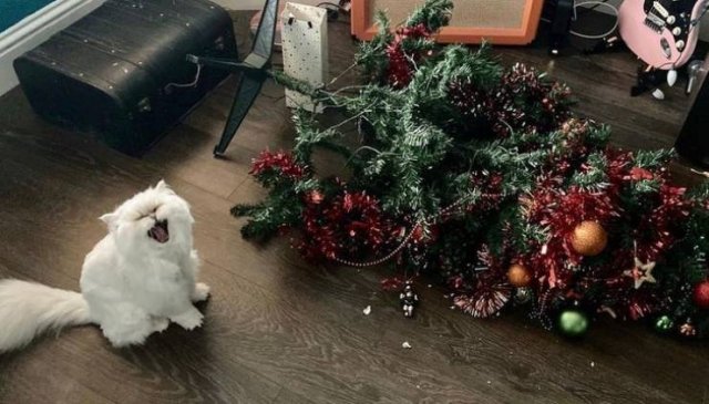 People Share Their Cute And Funny Cats (16 pics)