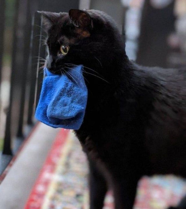 People Share Their Cute And Funny Cats (16 pics)