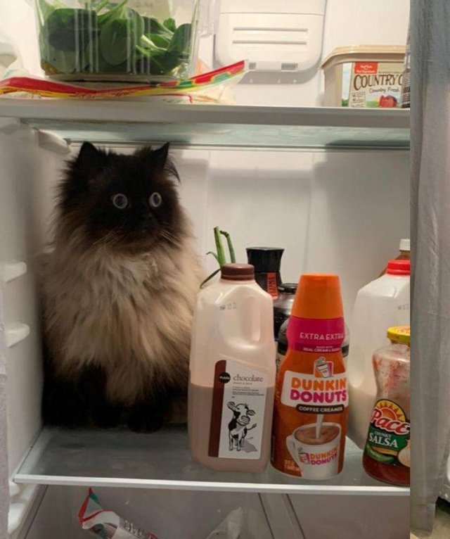 People Share Their Cute And Funny Cats (16 pics)