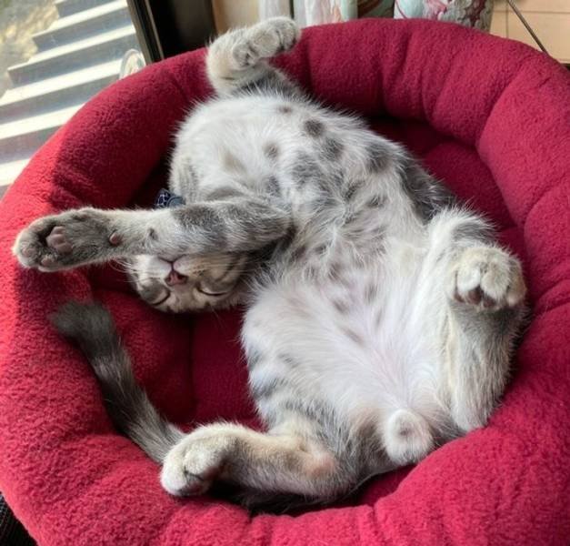 People Share Their Cute And Funny Cats (16 pics)