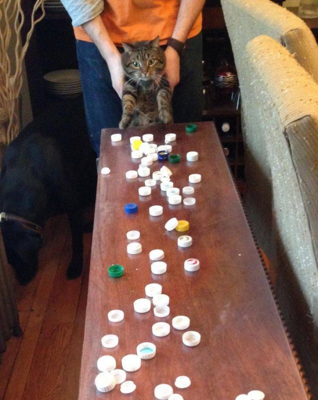 People Share Their Cute And Funny Cats (16 pics)