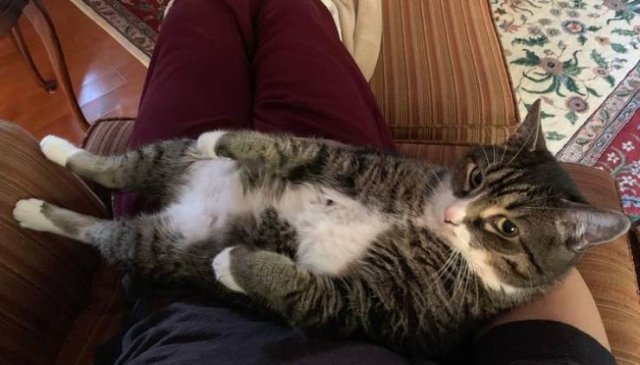 People Share Their Cute And Funny Cats (16 pics)