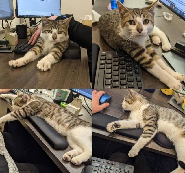 People Share Their Cute And Funny Cats (16 pics)