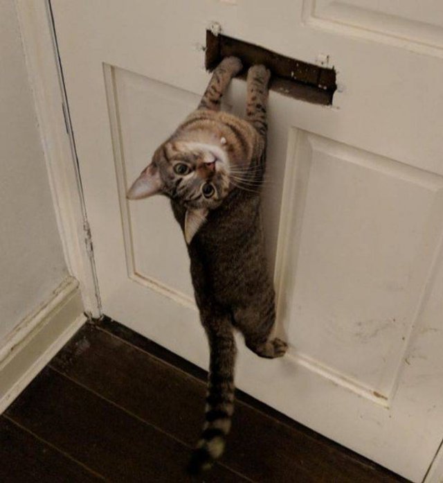 People Share Their Cute And Funny Cats (16 pics)