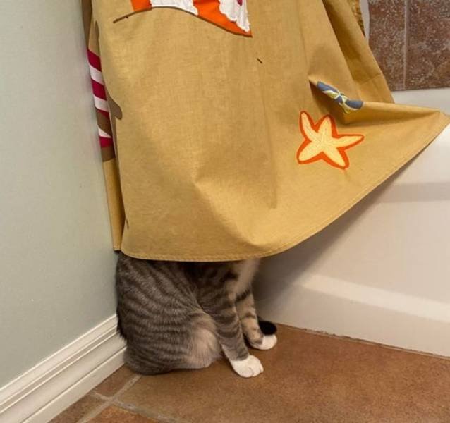 People Share Their Cute And Funny Cats (16 pics)