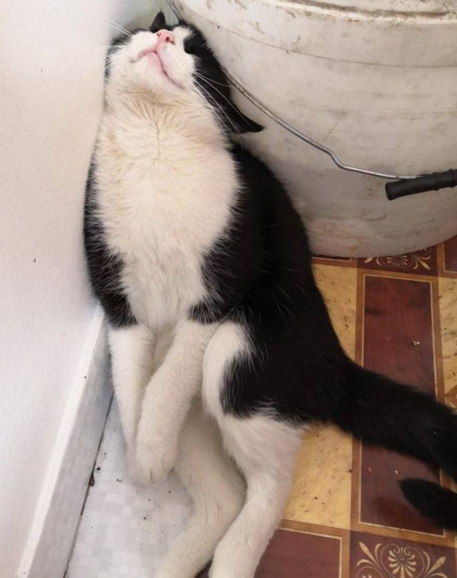 People Share Their Cute And Funny Cats (16 pics)
