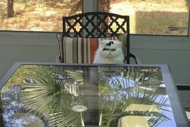 People Share Their Cute And Funny Cats (16 pics)