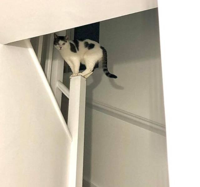 People Share Their Cute And Funny Cats (16 pics)