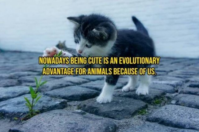 Interesting Thoughts (14 pics)