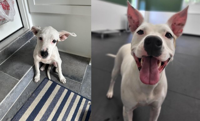 Animals Before And After Adoption (33 pics)