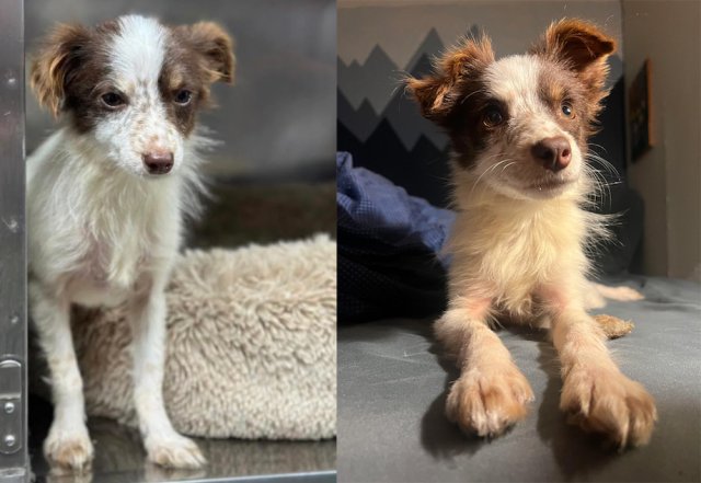 Animals Before And After Adoption (33 pics)