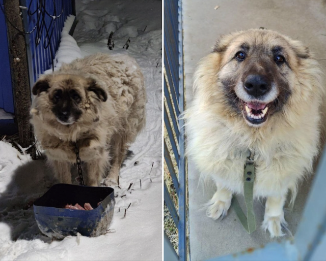 Animals Before And After Adoption (33 pics)